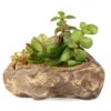 PANGEA SUCCULENT GARDEN #2 -Natural Pet Care Shop pangea pangea succulent garden 2 39367.1620677966