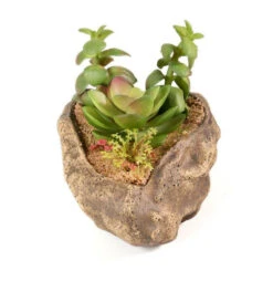PANGEA SUCCULENT GARDEN #2 -Natural Pet Care Shop pangea pangea succulent garden 2 82755.1620674362