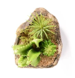 PANGEA SUCCULENT GARDEN #3 -Natural Pet Care Shop pangea pangea succulent garden 3 75233.1642705207