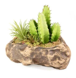 PANGEA SUCCULENT GARDEN #3 -Natural Pet Care Shop pangea pangea succulent garden 3 75551.1642705207