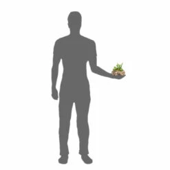 PANGEA SUCCULENT GARDEN #4 11 PANGEA SUCCULENT GARDEN #4 -Natural Pet Care Shop pangea pangea succulent garden 4 22071.1642705193