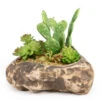 PANGEA SUCCULENT GARDEN #4 -Natural Pet Care Shop pangea pangea succulent garden 4 36053.1642705193