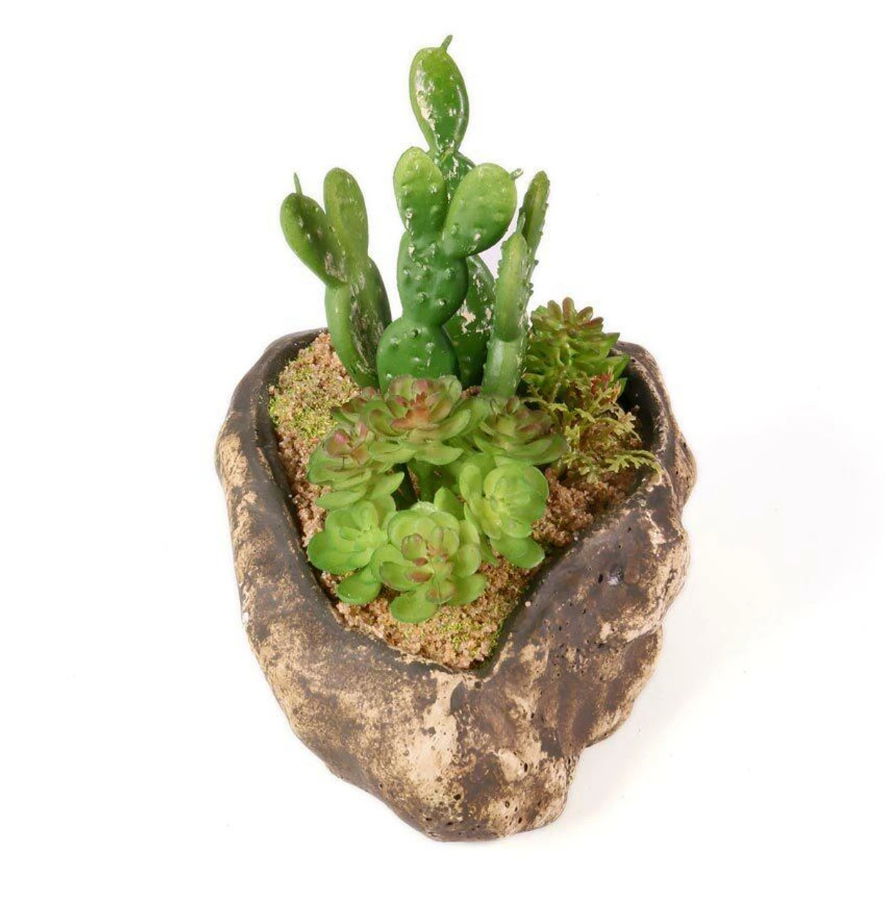 PANGEA SUCCULENT GARDEN #4 4 PANGEA SUCCULENT GARDEN #4 - Image 2