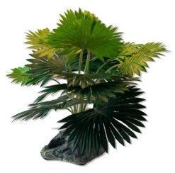 Fan Palm, Mini