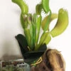 Habi-Scape Venus Flytrap With Driftwood -Natural Pet Care Shop pet tekk habi scape venus flytrap with driftwood 40420.1662722966