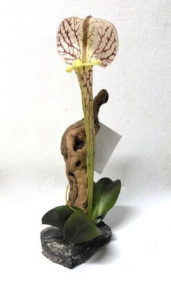 Pitcher Plant With Driftwood