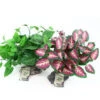 Tropical Plant And Stone, Assorted -Natural Pet Care Shop pet tekk tropical plant and stone assorted 44017.1662722976