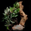 Tropical Plant With Stone And Wood, Assorted -Natural Pet Care Shop pet tekk tropical plant with stone and wood assorted 27269.1662722948