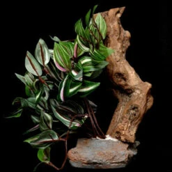Tropical Plant With Stone And Wood, Assorted