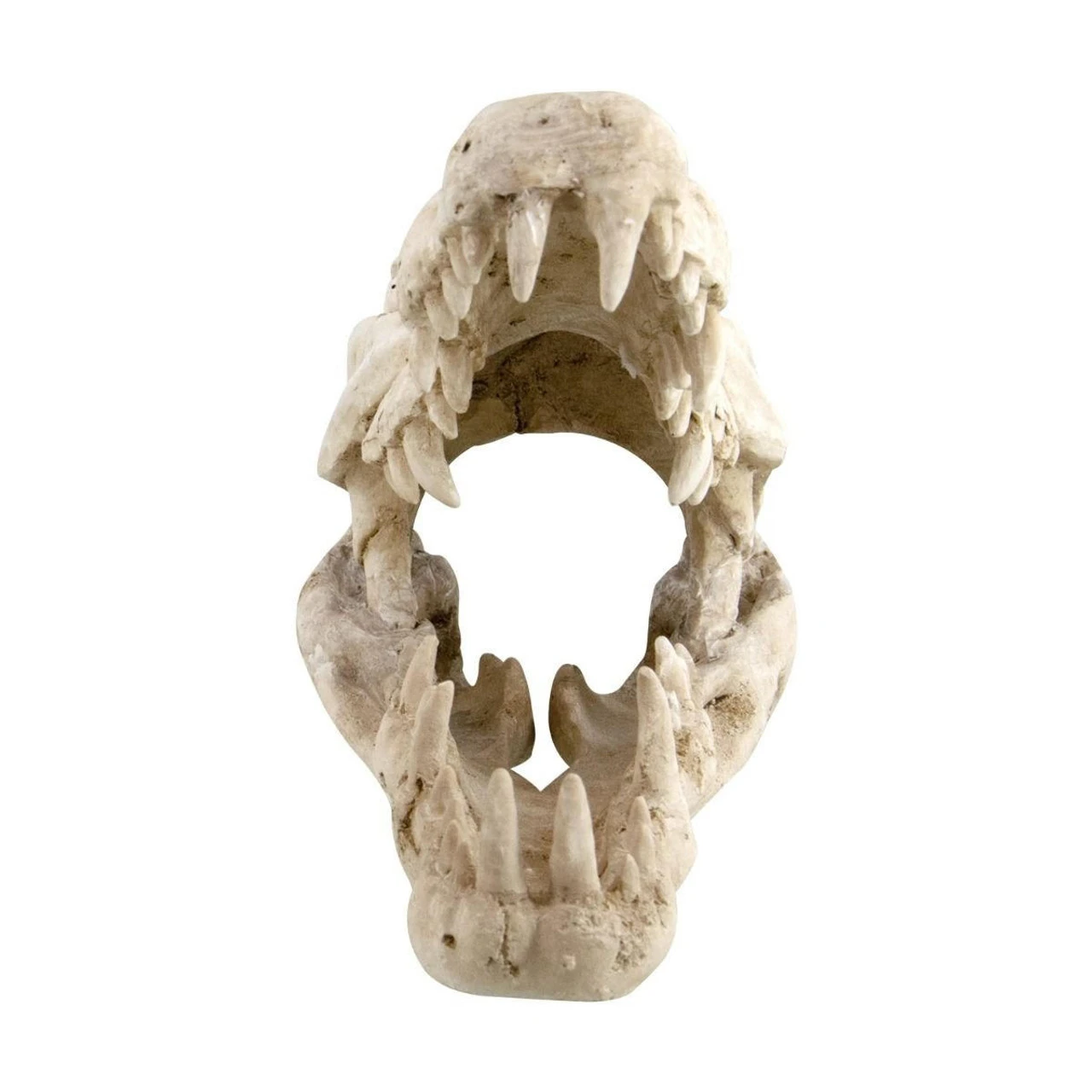 Reptile Treasures Shelter Dino Skull 10in 7 Reptile Treasures Shelter Dino Skull 10in - Image 5