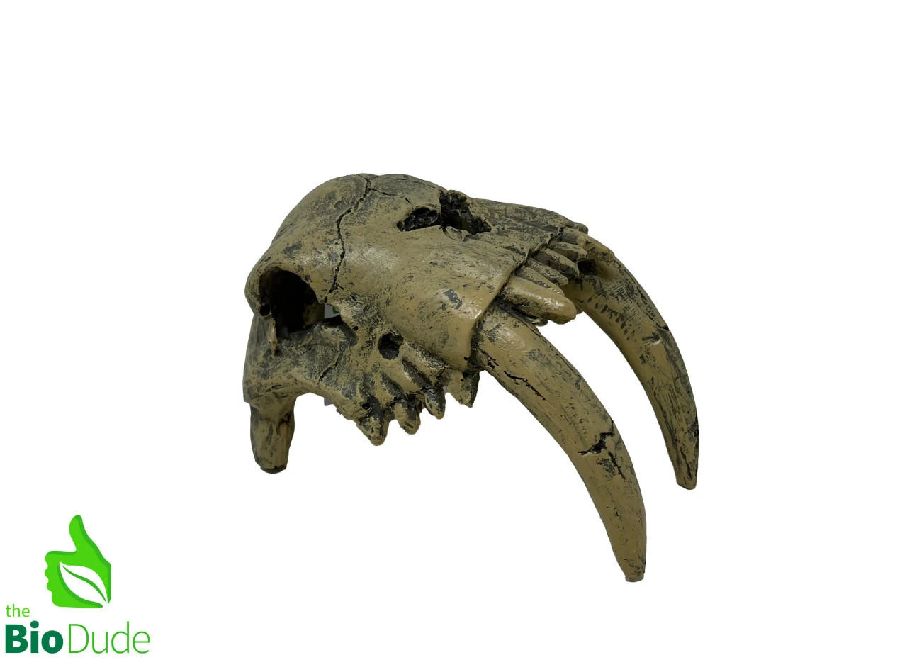 The Bio Dude - Dino Decor - Sabertooth Tiger 3 The Bio Dude - Dino Decor - Sabertooth Tiger