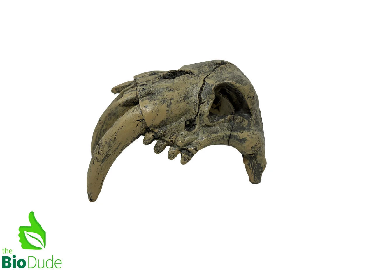 The Bio Dude - Dino Decor - Sabertooth Tiger 4 The Bio Dude - Dino Decor - Sabertooth Tiger - Image 2