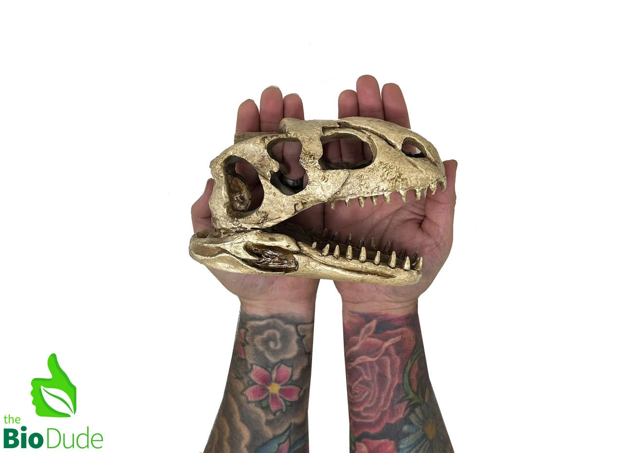 The Bio Dude - Dino Decor - T-Rex 5 The Bio Dude - Dino Decor - T-Rex - Image 3