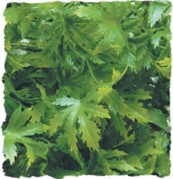 Zoo Med Cannabis Large 20"