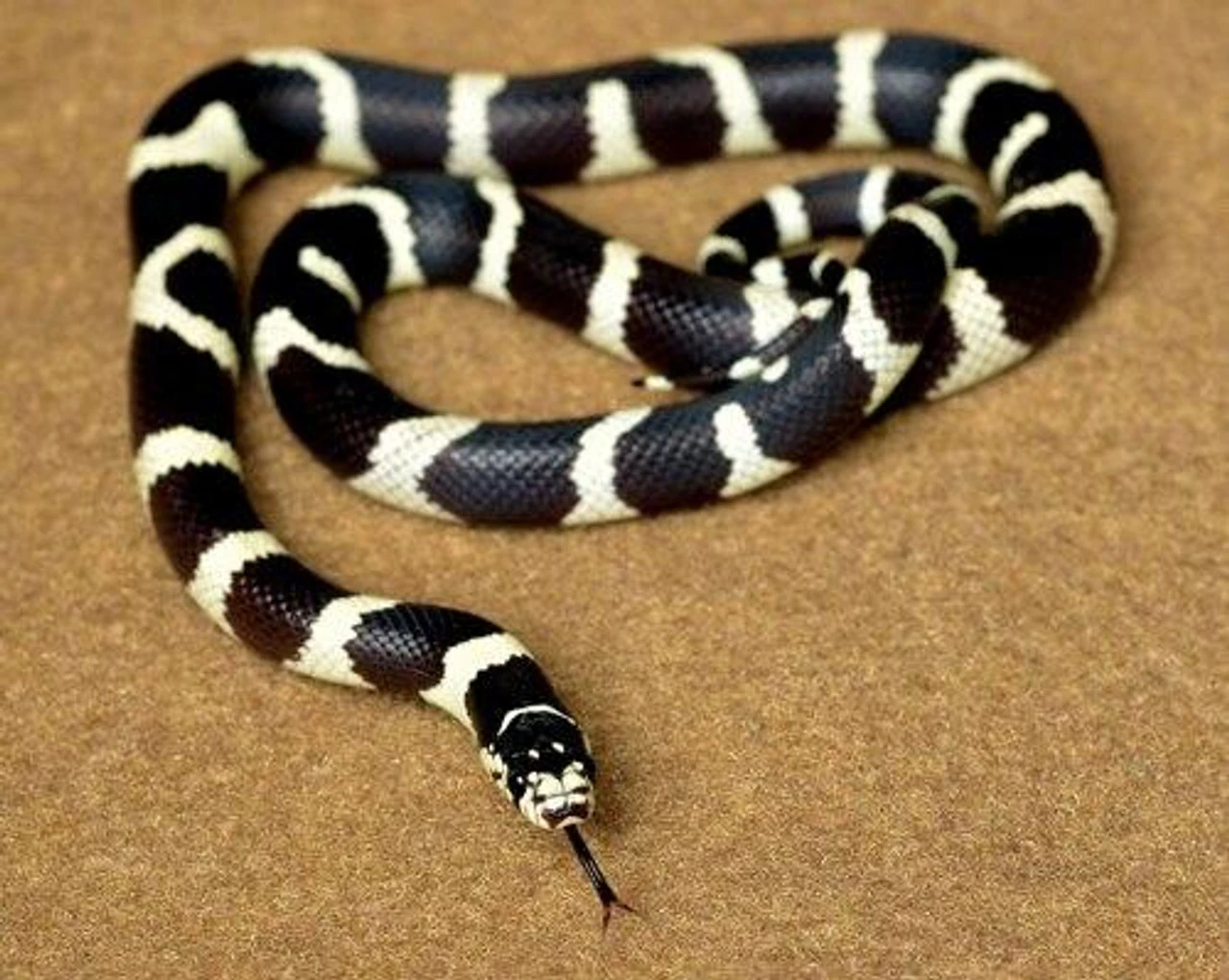 Zoo Med Eco Carpet TAN 29 Gal ("12 X 30") 4 Zoo Med Eco Carpet TAN 29 Gal ("12 X 30") - Image 2