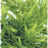 Zoo Med Madagascar Bamboo Large 20"