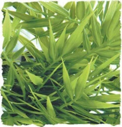 Zoo Med Madagascar Bamboo Large 20"