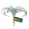 Zoo Med Tillandsia Air Plant -Natural Pet Care Shop zoo med zoo med tillandsia air plant 35261.1653496786